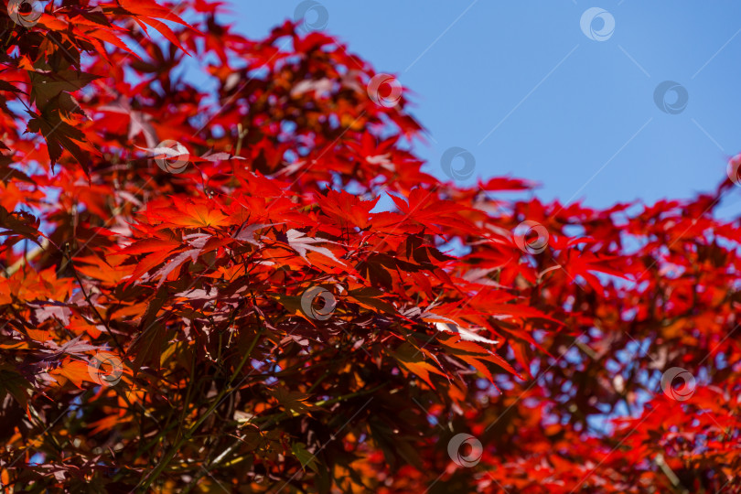 Скачать Крупный план красных листьев пурпурного Acer Palmatum Atropurpureum на фоне голубого неба. Выборочный фокус с пространством для копирования. Клен растет в общественном ландшафтном городском парке "Краснодарский" или "Галицкий" фотосток Ozero