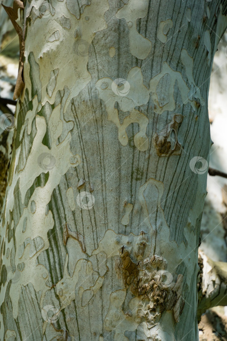 Скачать Приятная текстура коры американского платана (Platanus occidentalis Variegata, Платановое дерево). Крупный план камуфляжного фона в дендрарии Парка южных культур в Сириусе (Адлер), Сочи. фотосток Ozero