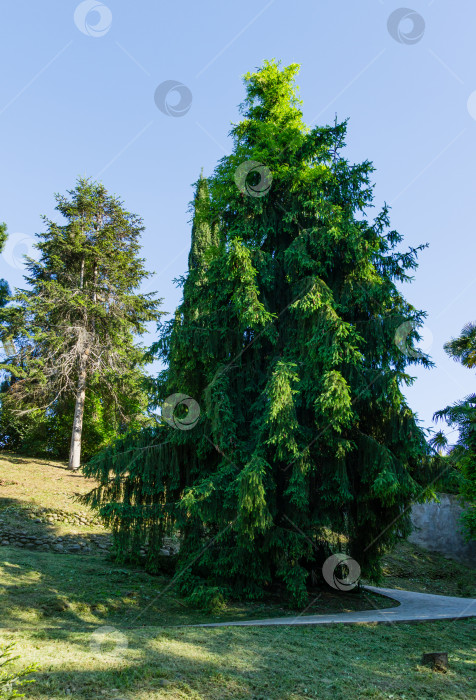 Скачать Красивая ель европейская (Picea abies) или ель норвежская в весеннем дендрарии Парка южных культур в Сириусе (Адлер) Сочи. Концепция природы для рождественского дизайна фотосток Ozero