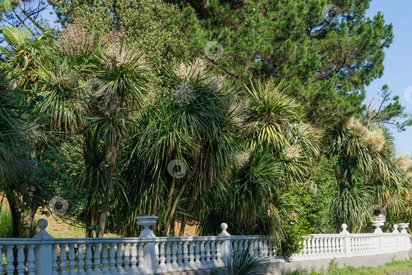 Скачать Цветущий Cordyline australis, широко известный как капустное дерево или капустная пальма. Белое соцветие пальмы Cordyline australis в дендрарии Парка южных культур в Сириусе (Адлер) Сочи. фотосток Ozero