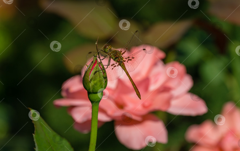 Скачать Стрекоза-бродяга (Sympetrum vulgatum) с кровососущими личинками Trombidiidae (Erythraeidae) на крыльях. Стрекоза сидит на розовой розе. Trombidiidae, также известные как красные бархатные клещи, покрывают крылья. фотосток Ozero