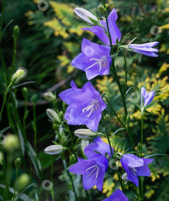 Скачать Крупный план фиолетово-голубых цветов Campanula persicifolia (колокольчик с персиковыми листьями) на размытой зелени весеннего сада. фотосток Ozero