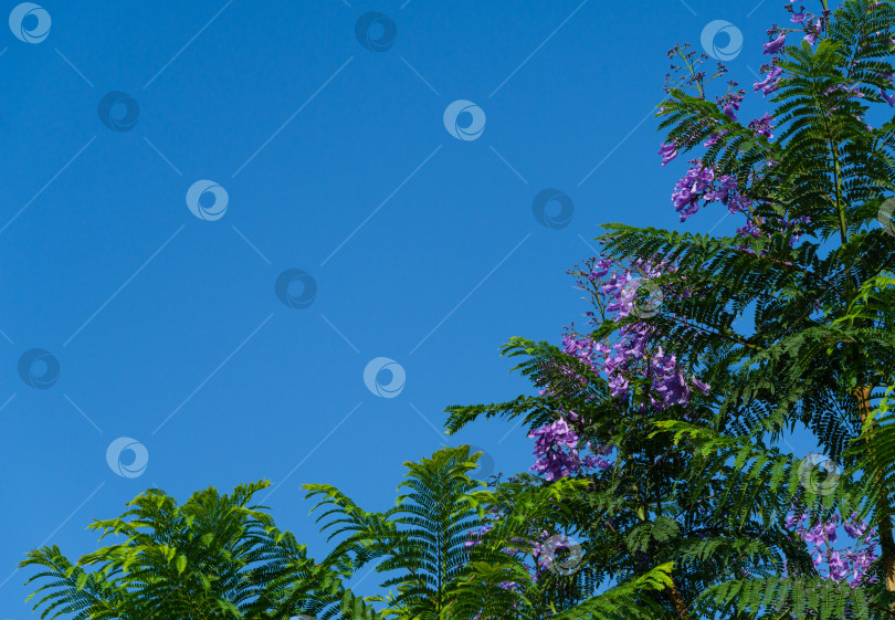 Скачать Фиолетовые цветы на ветке джакаранды (Jacaranda mimosifolia) на фоне голубого неба. Первое цветение на деревьях джакаранды в общественном ландшафтном парке "Краснодар" или "Парк Галицкого" в июне 2021 года фотосток Ozero