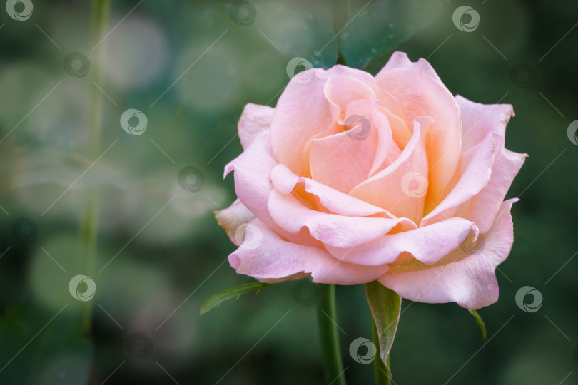 Скачать Изумительная бледно-оранжевая гибридная чайная роза Версилия. Крупный план красивого бутона розы на фоне размытой зелени. Природная концепция дизайна фотосток Ozero