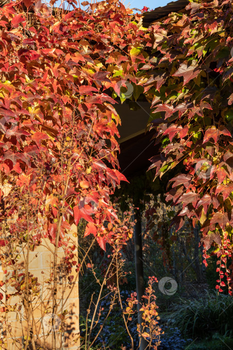 Скачать Крупный план красного и золотистого разноцветного Parthenocissus tricuspidata 'Veitchii' или бостонского плюща. Виноградный плющ, японский плющ или японская лиана покрывают стену листьями в качестве естественного фона. фотосток Ozero