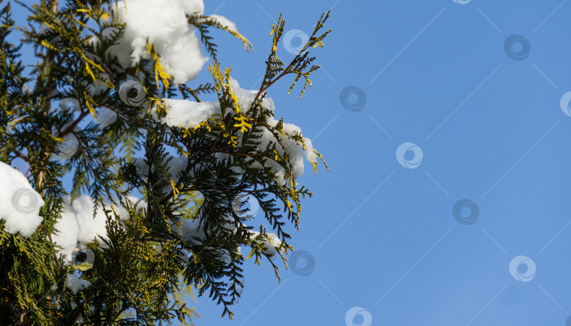 Скачать Крупный план красивых желтых листьев туи западной Aureospicata на ветвях, покрытых белым пушистым снегом. Выборочный фокус. Концепция природы для волшебной темы Нового года и Рождества фотосток Ozero