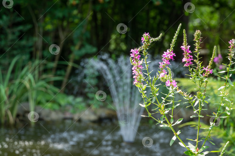 Скачать Lythrum salicaria или багрянолистник красный на размытом фоне с фонтаном в пруду. Солнечный летний день. Концепция природы для дизайна. Копировать пространство фотосток Ozero