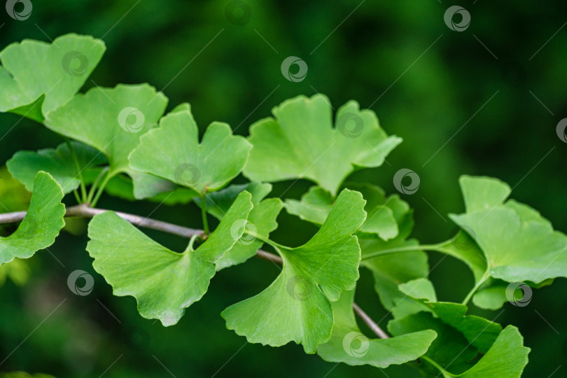 Скачать Дерево гинкго (Ginkgo biloba) или гингко с ярко-зелеными молодыми листьями на фоне размытой листвы. Выборочный крупный план. Концепция природы свежих обоев. Место для вашего текста фотосток Ozero