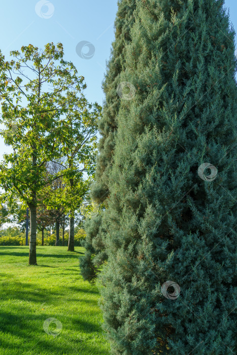 Скачать Ряды подстриженных аризонских кипарисов (Cupressus arizonica) "Голубой лед" в общественном ландшафте "Парк Галицкого" для отдыха и прогулок солнечной осенью 2023 года фотосток Ozero