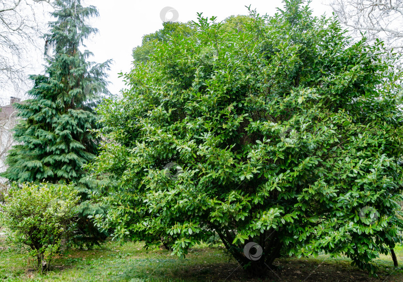 Скачать Начало цветения черемухи лавровой (Prunus laurocerasus). Большое пышное дерево с вечнозелеными листьями в дендрарии Парка южных культур в Сириусе (Адлер). фотосток Ozero