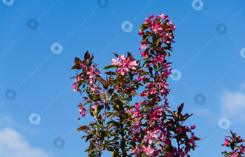 Скачать Фиолетовые цветы яблони Malus 'Makowieckiana'. Темно-розовые соцветия на фоне голубого неба. Ранняя весна в саду. Выборочный фокус. Есть место для текста фотосток Ozero