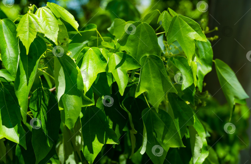 Скачать Цветущий Acer buergerianum (клен трехзубчатый) с пышной зеленой листвой на курорте Сочи-Адлер. Свежие обои и концепция фона природы фотосток Ozero