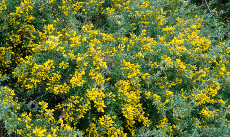Скачать Желтые цветы Ulex europaeus, широко известные как утесник, дроковник или Вьюнок. Цветущее растение с острыми шипами в дендрарии парка южных культур в Сириусе (Адлер). Обои с природой, скопируйте пространство. фотосток Ozero