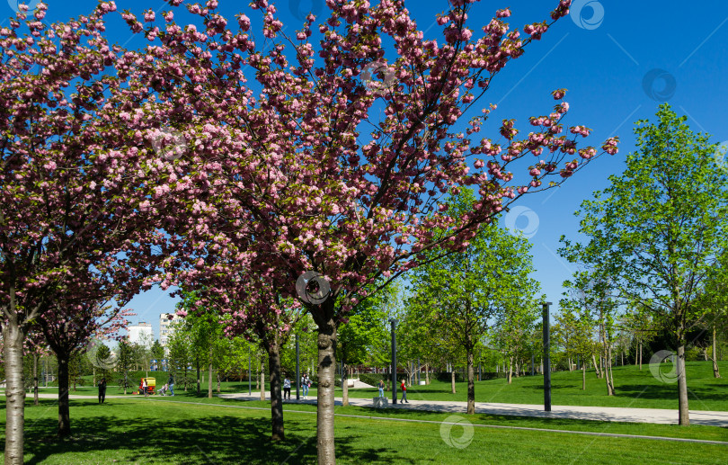 Скачать Розовые цветы Prunus 'Kanzan' (Prunus serrulata или Prunus lannesiana) в общественном ландшафтном городском парке Краснодара или парке Галицкого. Селекционный фокус японской вишни. Краснодар, Россия - 5 мая 2021 г. фотосток Ozero