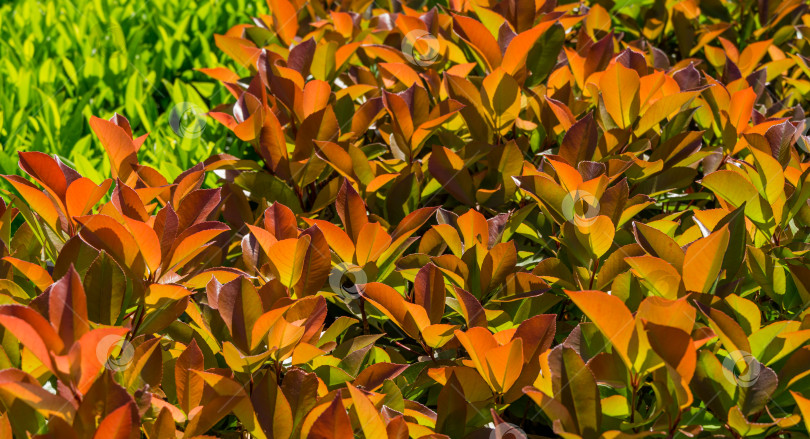 Скачать Красивые красные и зеленые листья кустарника Photinia fraseri 'Red Robin' в городском парке Краснодара или ландшафтном парке Галицкого солнечной весной 2021 года. Фон концепции природы фотосток Ozero