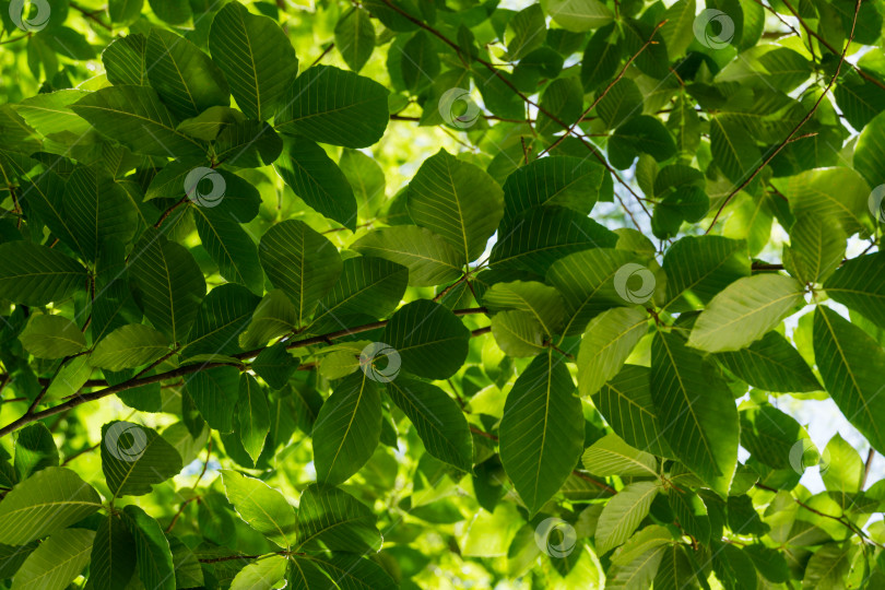 Скачать Крупный план зеленых листьев восточного бука (Fagus orientalis) на ветвях деревьев на фоне солнечного света. Весенний дендрарий Парка южных культур в Сириусе (Адлер), Сочи. Выборочный фокус фотосток Ozero