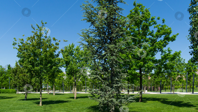 Скачать Красивый молодой голубой атласский кедр (Cedrus Atlantica Glauca tree) с голубой хвоей в общественном ландшафтном городском парке Краснодара или парке Галицкого солнечной весной 2021 года фотосток Ozero