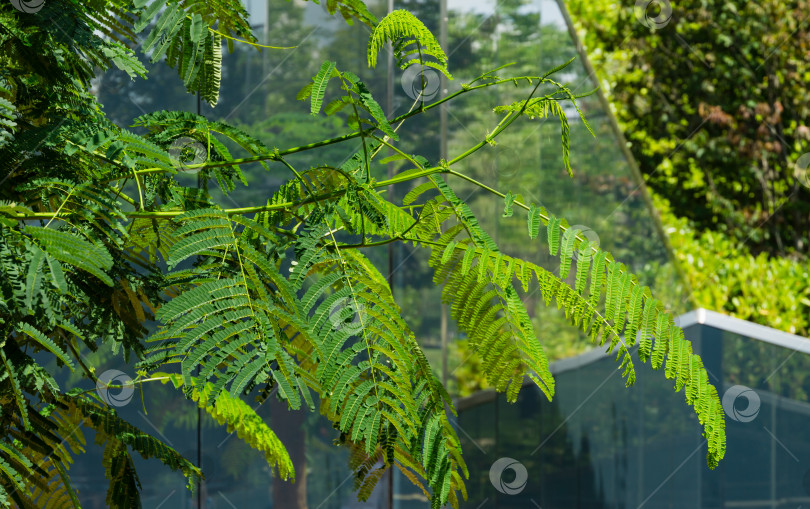 Скачать Крупный план дерева Delonix regia (яркое или королевское дерево Пуансиана) со свежими листьями в зеркальном лабиринте. Редкое дерево растет в общественном городском парке Краснодара или "Галицкий". фотосток Ozero