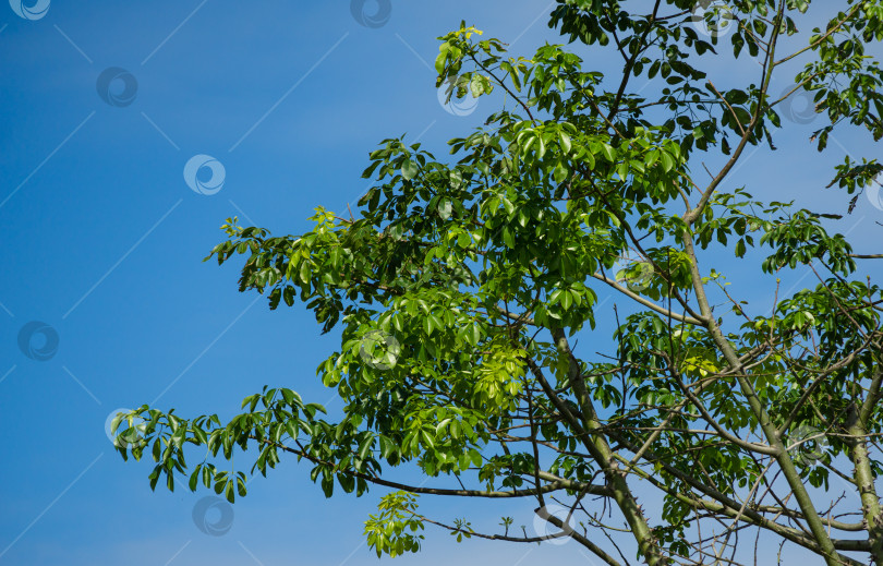 Скачать Крупный план зеленых листьев шелковичного дерева (Chorisia speciosa или Ceiba speciosa) на фоне голубого неба в городском парке Краснодара. Общественный ландшафт "Парк Галицкого" для отдыха и прогулок фотосток Ozero