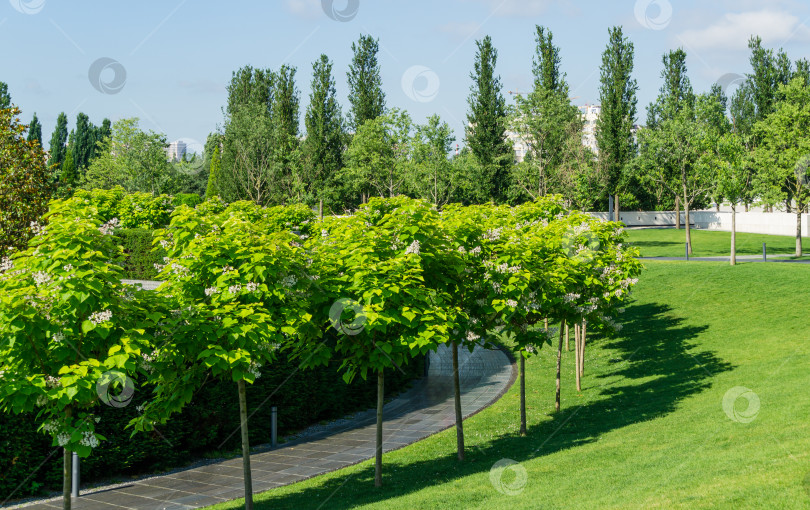 Скачать Пейзаж с цветущими деревьями Catalpa bignonioides (южная катальпа, сигарное дерево или индийское бобовое дерево) на зеленой лужайке. Общественный ландшафт "Краснодар" или "Парк Галицкого". фотосток Ozero