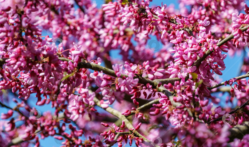 Скачать Редбад восточный, или Cercis canadensis пурпурный весенний цветок в солнечный день. Крупный план розовых цветов Иудиного дерева. Выборочный фокус. Концепция природы для дизайна. фотосток Ozero