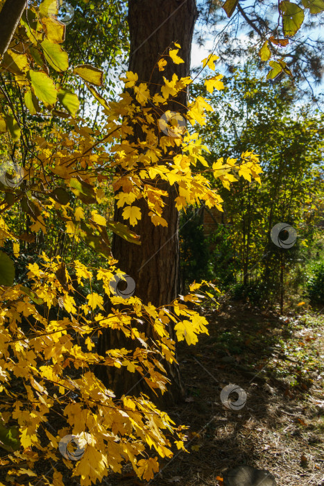 Скачать Золотистые и желтые листья клена полевого, Acer Campestre. Нежные веточки клена на фоне ландшафтного сада. Концепция природы для осеннего дизайна. Мягкий избирательный акцент фотосток Ozero