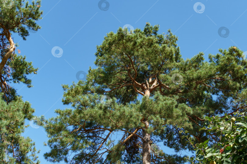 Скачать Зеленая верхушка сосны Pinus sylvestris на фоне голубого неба. Солнечный день в саду. Концепция природы для дизайна. Выборочный фокус. Место для вашего текста фотосток Ozero