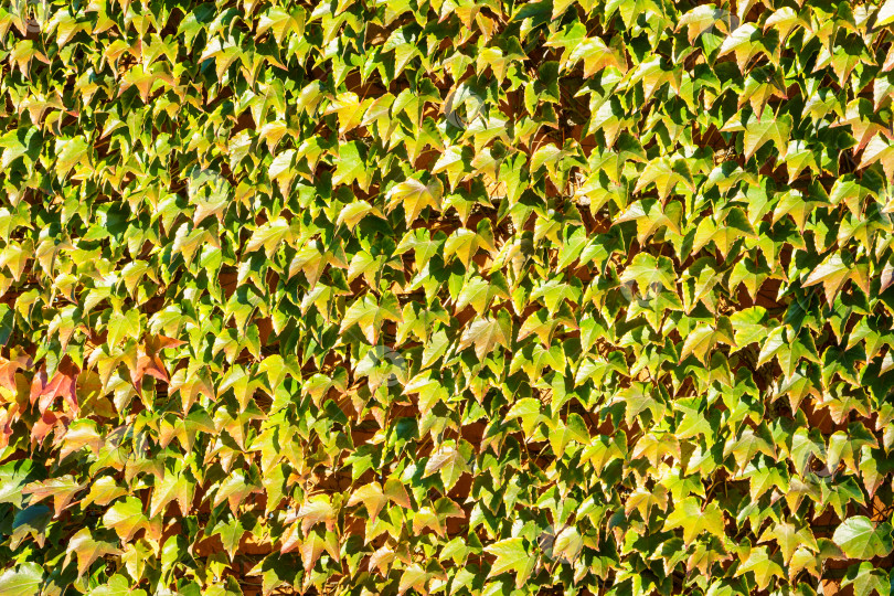 Скачать Крупный план зеленого Parthenocissus tricuspidata 'Veitchii' или бостонского плюща. Виноградный плющ, японский плющ или японская лиана покрывают стену листьями в качестве естественного фона. фотосток Ozero