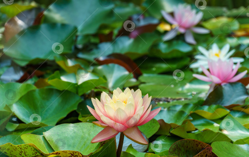 Скачать Ландшафтный садовый пруд с водяными лилиями или цветами лотоса.  Большая удивительная ярко-розовая водяная лилия цветок лотоса Оранжевый закат Перри в пруду с другими нимфеями. Цветочный пейзаж для обоев природа фотосток Ozero