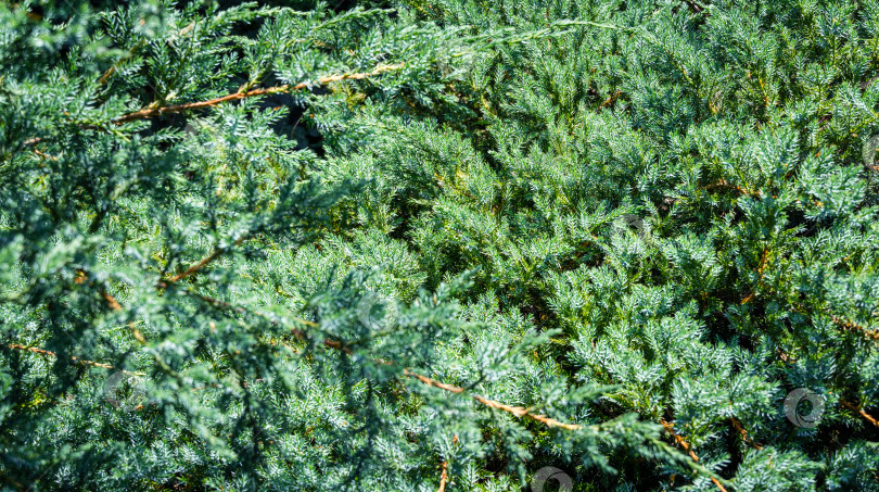 Скачать Оригинальная текстура хвои Juniperus squamata Blue carpet. Синяя на зеленом фоне мелких иголок. Макро-хвоя в солнечном свете. Элегантная природная концепция дизайна. Место для вашего текста фотосток Ozero