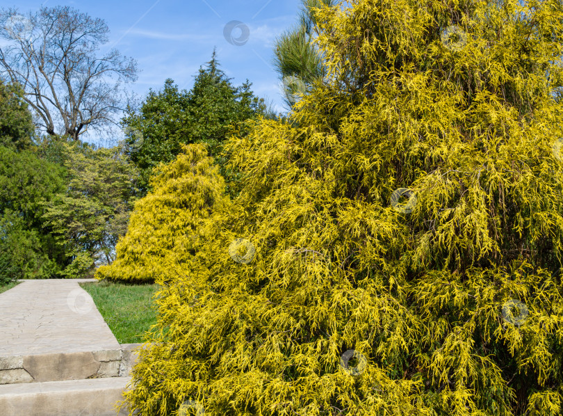 Скачать Chamaecyparis pisifera 'Filifera Aurea' (кипарис Савара или Савара японская). Желтые листья ложного кипариса весной в дендрарии Парка южных культур в Сириусе (Адлер) Сочи. фотосток Ozero