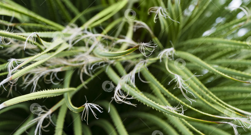 Скачать Длинные листья Dasylirion Graminifolium с зубчатыми краями крупным планом. Красивое тропическое растение произрастает в дендрарии Парка южных культур в Сириусе (Адлер) Сочи. Красивый зеленый природный фон. фотосток Ozero