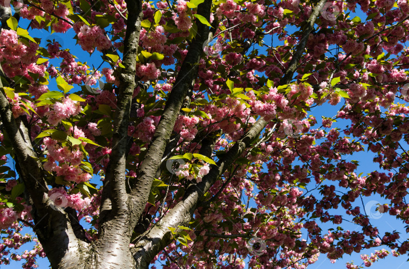 Скачать Розовые цветы Prunus 'Kanzan' (Prunus serrulata или Prunus lannesiana) крупным планом в городском парке Краснодара. Парк Галицкого весной 2021 года. Цветы японской вишни в качестве фона для обоев. Выборочный фокус фотосток Ozero