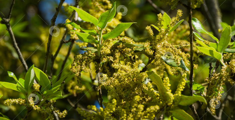 Скачать Крупный план цветущего Quercus ilex, вечнозеленого дуба, остролиста или дуба холмистого в городском парке Краснодара. Общественный ландшафт "Парк Галицкого" для отдыха и прогулок солнечной весной 2021 года фотосток Ozero