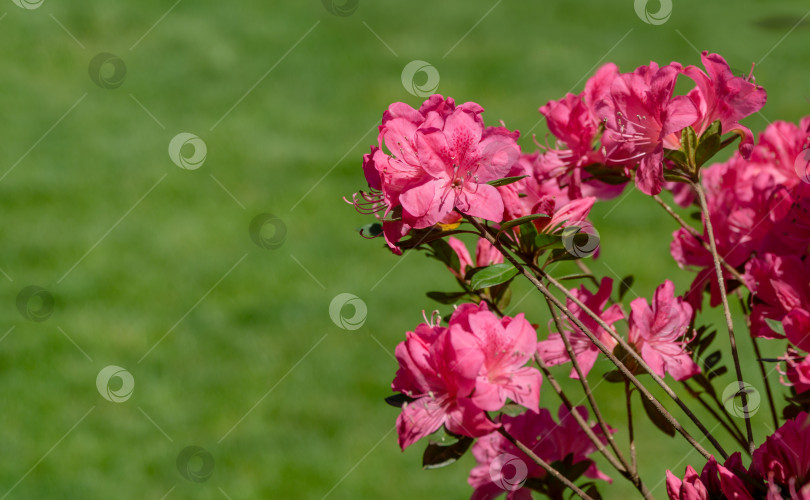 Скачать Ярко-красный рододендрон Azalea japonica крупным планом. Роскошные соцветия рододендрона в общественном ландшафтном городском парке "Краснодарский" или "Галицкий". Декоративный рододендрон с красивыми розовыми цветами фотосток Ozero