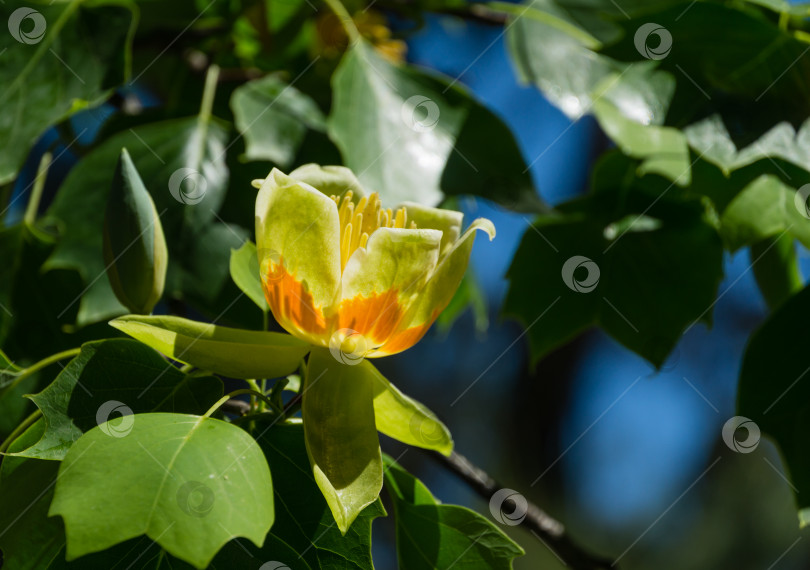 Скачать Крупный план цветка тюльпанного дерева (Liriodendron tulipifera), Тюльпанное дерево в дендрарии Парка южных культур в Сириусе (Адлер) Сочи. Американский или тюльпановый тополь на синем фоне. Выборочный фокус. фотосток Ozero