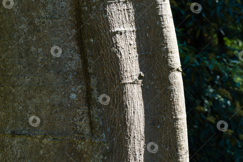 Скачать Деталь коры Celtis Yunnanensis на солнечном свету. Серая прочная кора ежевики в весеннем парке южных культур в Сириусе (Адлер) Сочи.  Концепция природы. Место для текста фотосток Ozero