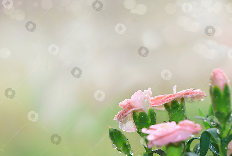 Скачать Абстрактный цветочный фон с размытым фоном с эффектом боке.Нежные цветы гвоздики с каплями росы после дождя в весеннем саду.Концепция прихода весны,цветочная открытка,шаблон для дизайна, фотосток Ozero