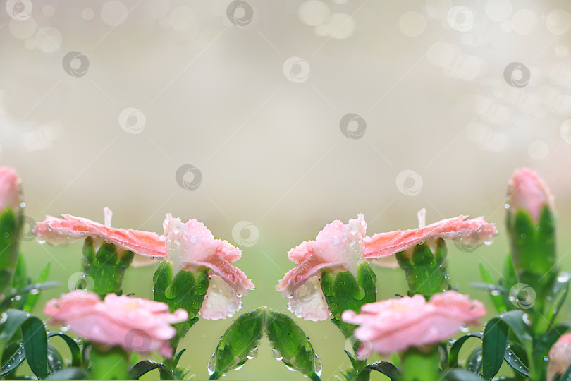 Скачать Абстрактный цветочный фон с размытым фоном с эффектом боке.Нежные цветы гвоздики с каплями росы после дождя в весеннем саду.Концепция прихода весны,цветочная открытка,шаблон для дизайна, фотосток Ozero