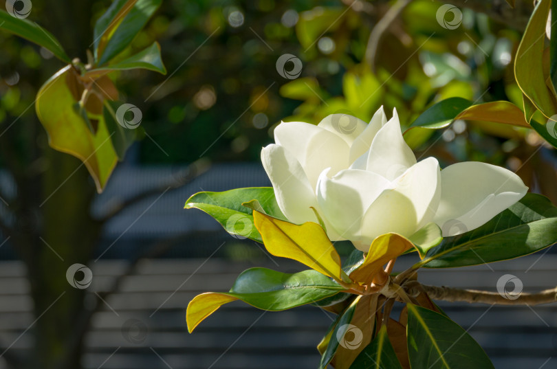 Скачать Крупный белый ароматный цветок вечнозеленой южной магнолии (Magnolia Grandiflora) в городском парке Краснодара. Цветущая магнолия в общественном ландшафте "Парк Галицкого" для отдыха и прогулок в солнечном июне фотосток Ozero