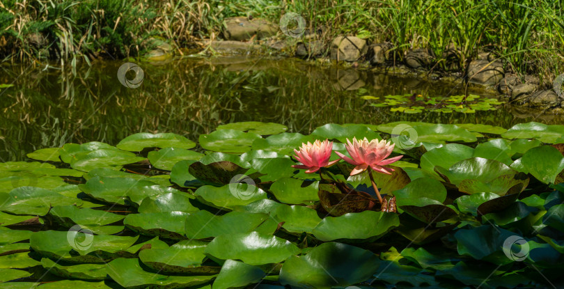 Скачать Ландшафтный садовый пруд с двумя розово-оранжевыми кувшинками или цветком лотоса "Оранжевый закат Перри". Крупный план нимфеи на солнечном фоне. Цветочный пейзаж для обоев природы. Выборочный фокус фотосток Ozero