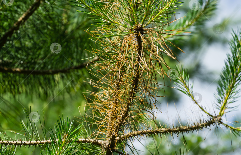 Скачать Личинка обыкновенного соснового пилильщика (Diprion pini) повреждает молодую сосну Pinus sylvestris. фотосток Ozero