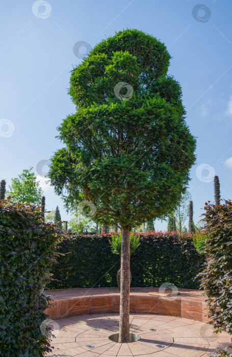 Скачать Красивый пейзаж с подстриженным тисом Taxus baccata (английский тис, европейский тис) и живой изгородью из европейского бука (Fagus sylvatica) вокруг. Городской парк Краснодара или ландшафтный парк Галицкого в солнечном июне 2021 года фотосток Ozero