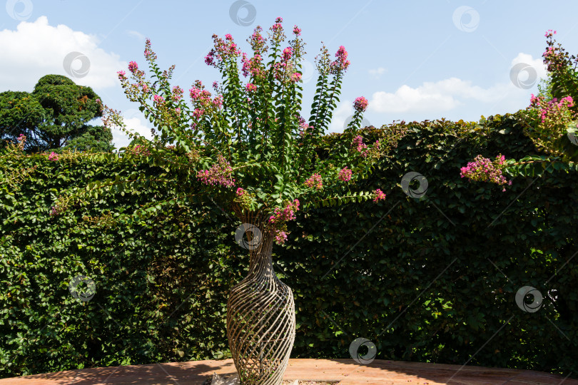 Скачать Цветок крепового мирта в вазе, сформированной из веток (Lagerstroemia indica) в общественном ландшафтном городском парке Краснодара. Живая ваза, сформированная из растений лагерстромии, также называемой индийской сиренью. фотосток Ozero