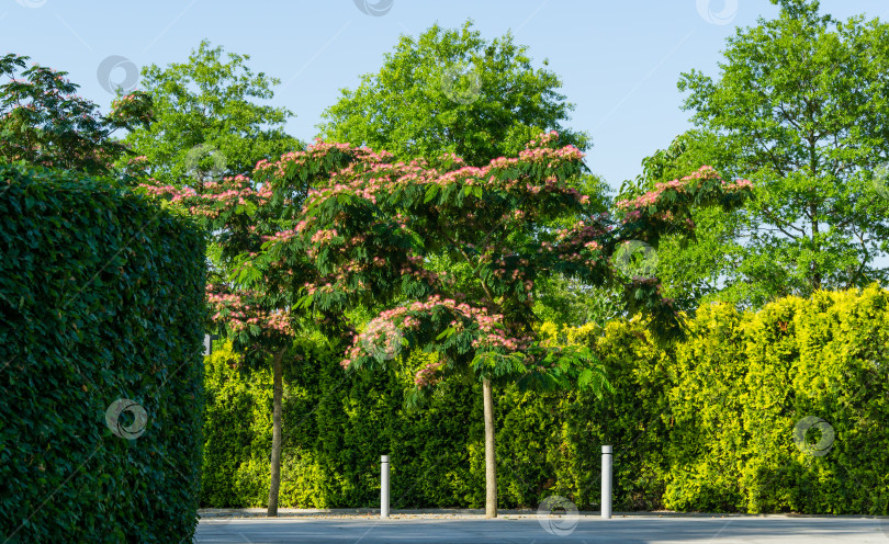 Скачать Розовые цветы персидского шелкового дерева (Albizia julibrissin или японская акация) распускаются среди каскадной искусственной "Быстрой реки" с вечнозеленой живой изгородью. Городской общественный ландшафтный парк Краснодара или "Галицкий" фотосток Ozero