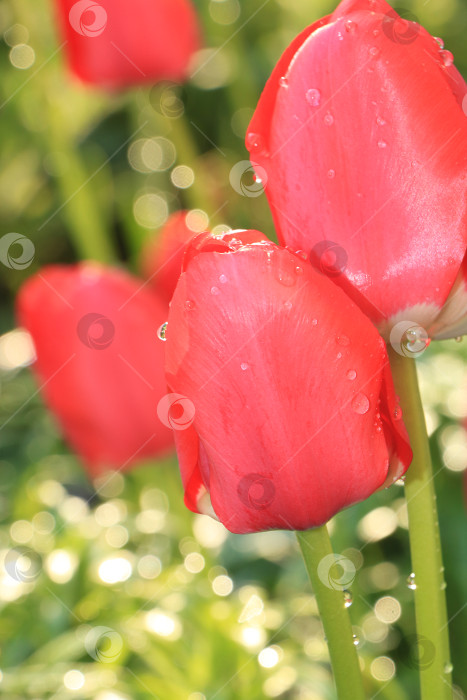 Скачать Нежные дикие тюльпаны в весеннем саду.Абстрактный цветочный фон, баннер.Концепция прихода весны,цветочная открытка,шаблон для оформления фотосток Ozero