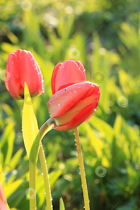 Скачать Нежные дикие тюльпаны в весеннем саду.Абстрактный цветочный фон, баннер.Концепция прихода весны,цветочная открытка,шаблон для оформления фотосток Ozero