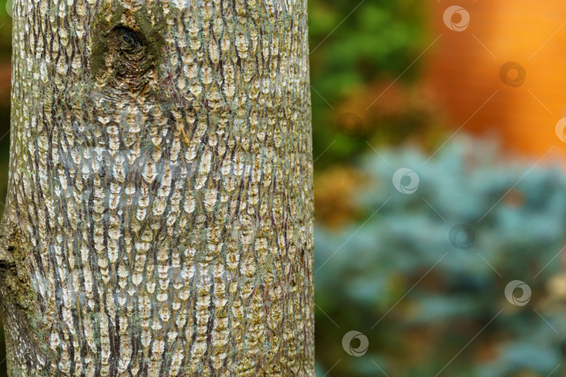 Скачать Красивая текстура серой коры тюльпанного дерева (Liriodendron tulipifera). Крупный план интересной коры молодого дерева, растущего в саду. Свежие обои и концепция фона природы. фотосток Ozero