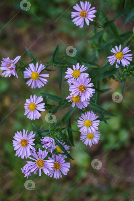 Скачать Астра думозус (Symphyotrichum dumosum, кустистая астра), цветущая фиолетовыми и розовыми яркими цветами. Фиолетовые михайловские маргаритки - осенние цветы фотосток Ozero