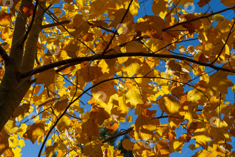 Скачать Золотистые и желтые листья тюльпанного дерева Liriodendron tulipifera на фоне голубого неба в солнечном свете. Природная концепция дизайна фотосток Ozero